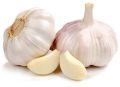 Common Natural fresh garlic