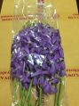 Purple Mokara Orchid Flower