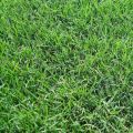 bermuda lawn grass