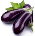 fresh brinjal