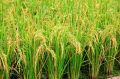 Aman 216 Rice Seeds