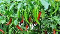 BS 241 Red Chilli Seeds