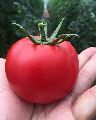 Organic Balaji Seeds f1 rocky 1152 tomato seeds