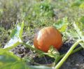 Hybrid Pumpkin Seeds