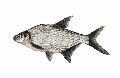 Live Silver Croaker Fish