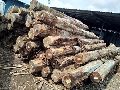 Brown brazil round teak wood logs