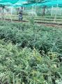 Amla Rootstock Plants