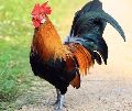 Live Jharsim Chicken