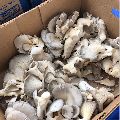 Gray Oyster Mushroom