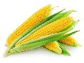 Organic yellow corn
