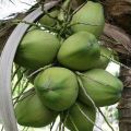 raw coconut