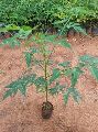 Malabar neem plant