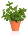 Organic Natural Green Loose Green mentha plant