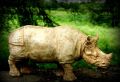 Polished Surbhi rhino statue