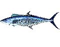Fresh Spanish Mackerel Fish