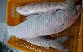 Frozen Grass Carp Fish