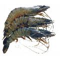 Frozen Tiger Prawn