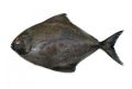 Black Pomfret Fish