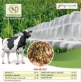 silage cattle feed