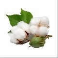 Pure Raw Cotton