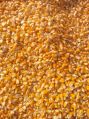maize cattle feed
