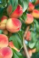 Natural Green India peach plant