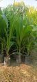 Green Palm Plant