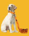 BFF Canvas Material Padded Leash & Collar