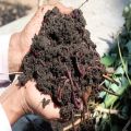 Organic Brown Sehgan Farms vermicompost fertilizer