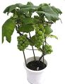 Green Grapes Plant