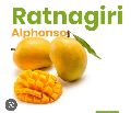 ratnagiri alphonso mangoes