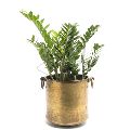 Brass Planter with Handle