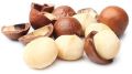 Macedonia Nut Tree Black & Dark Brown raw macadamia nuts seeds