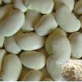 Powder White Kidney Bean Extract