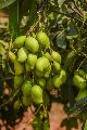 Green appe midi mango plants