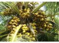 Organic Green hybrid coconut plants