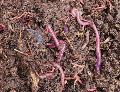 Earthworm Vermicompost Fertilizer