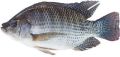 Live Monosex Tilapia Fish