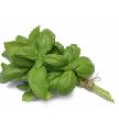 Organic Green Basil Leaves