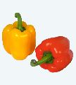 Fresh Bell Peppers