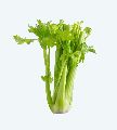 Fresh Green Celery