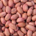 Organic groundnut seeds