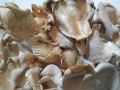 oyster mushroom