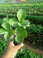 Organic Strawberry Plant