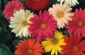 Multicolor Organic Fresh Gerbera Flowers