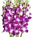 Fresh Orchid Flowers