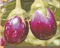 EP-BN 5013 Hybrid Eggplant Seeds