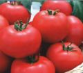 TM-NN6036 Hybrid Tomato Seeds