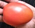 TM-NN6084 Hybrid Tomato Seeds