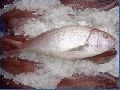 Fresh White Snapper Fish
